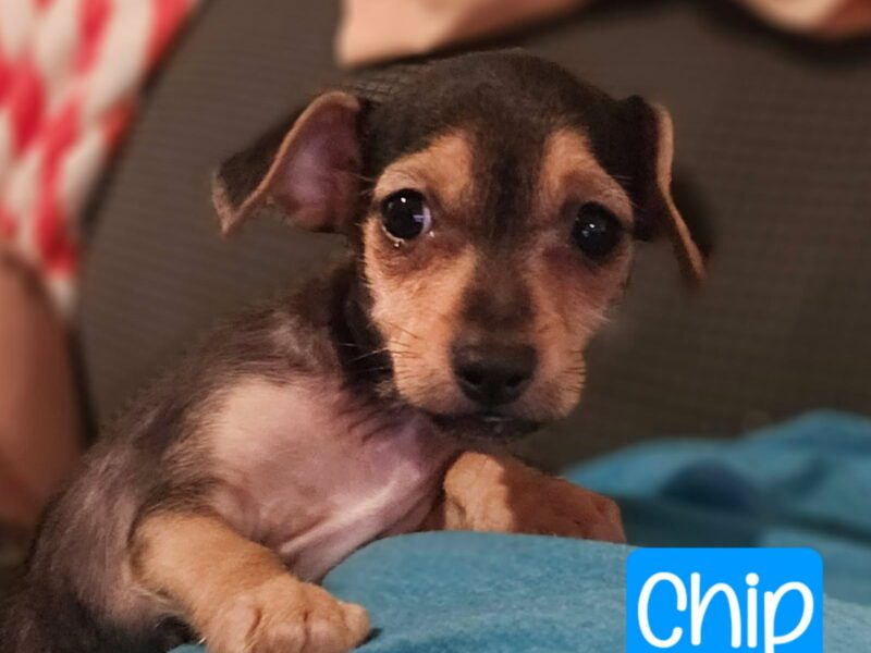 Chip - Valley Dog Rescue of Texas