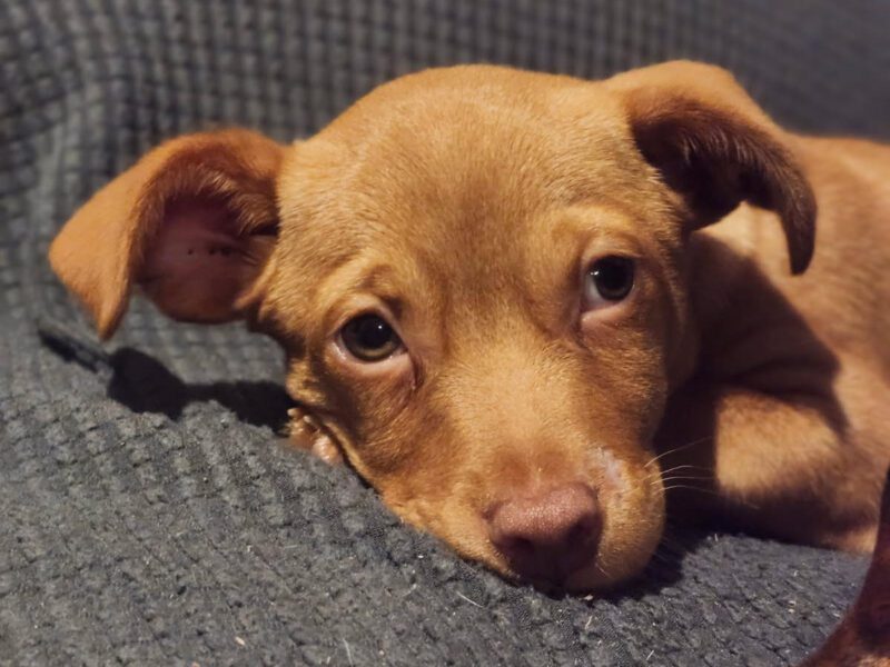 Clifford - Valley Dog Rescue of Texas