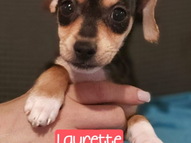 Laurette - Valley Dog Rescue of Texas