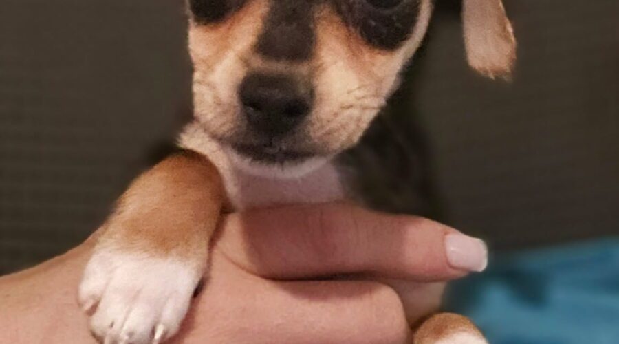 Laurette - Valley Dog Rescue of Texas